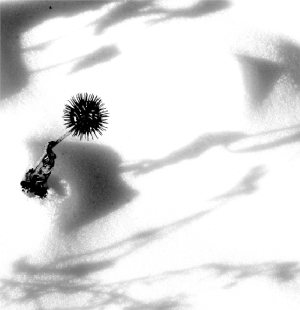 coldpricklies.jpg